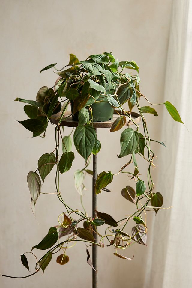 Philodendron Micans Plant #1