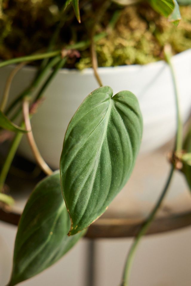 Philodendron Micans Plant #2
