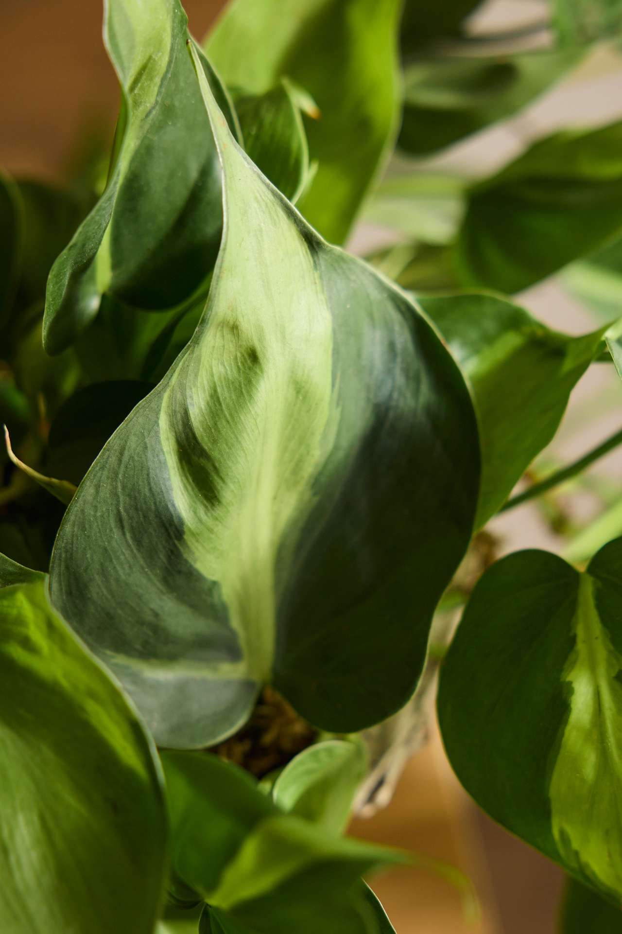 Philodendron Brasil Plant