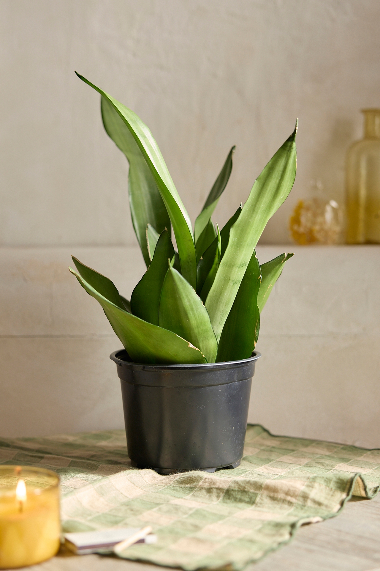 Moonshine Snake Plant