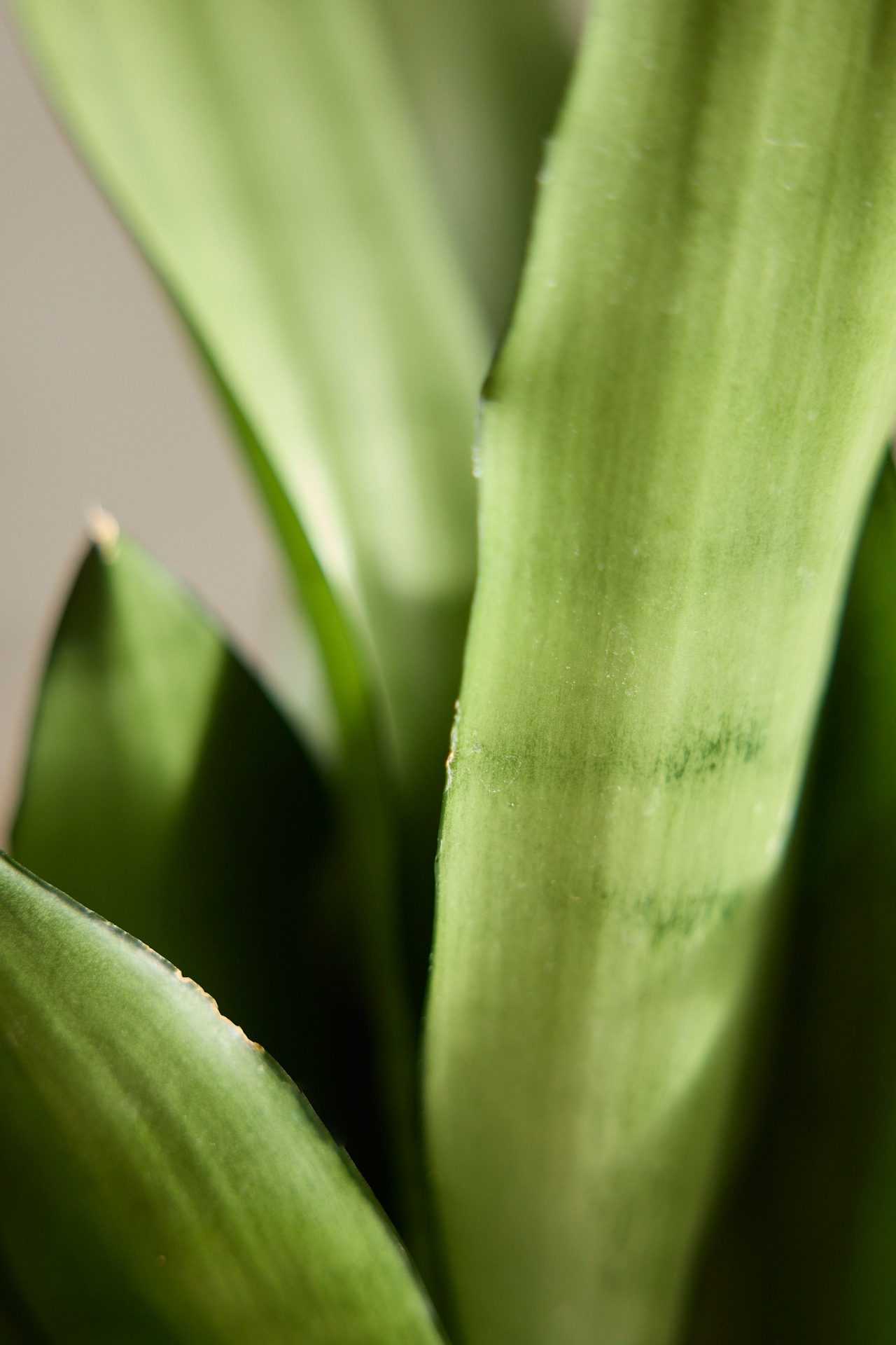 Moonshine Snake Plant