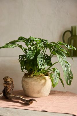 Monstera Swiss Cheese Plant
