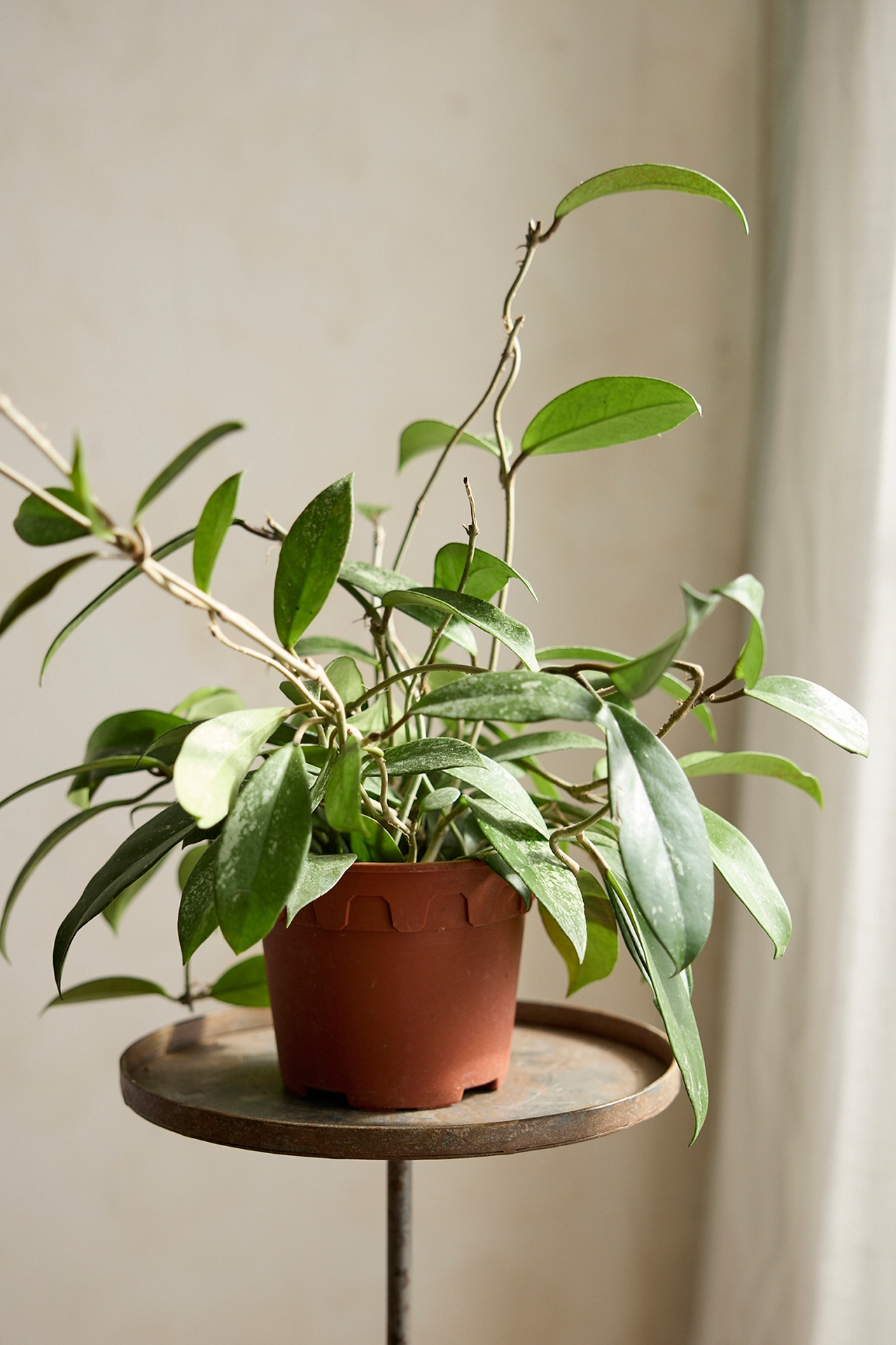 Hoya pubicalyx Plant