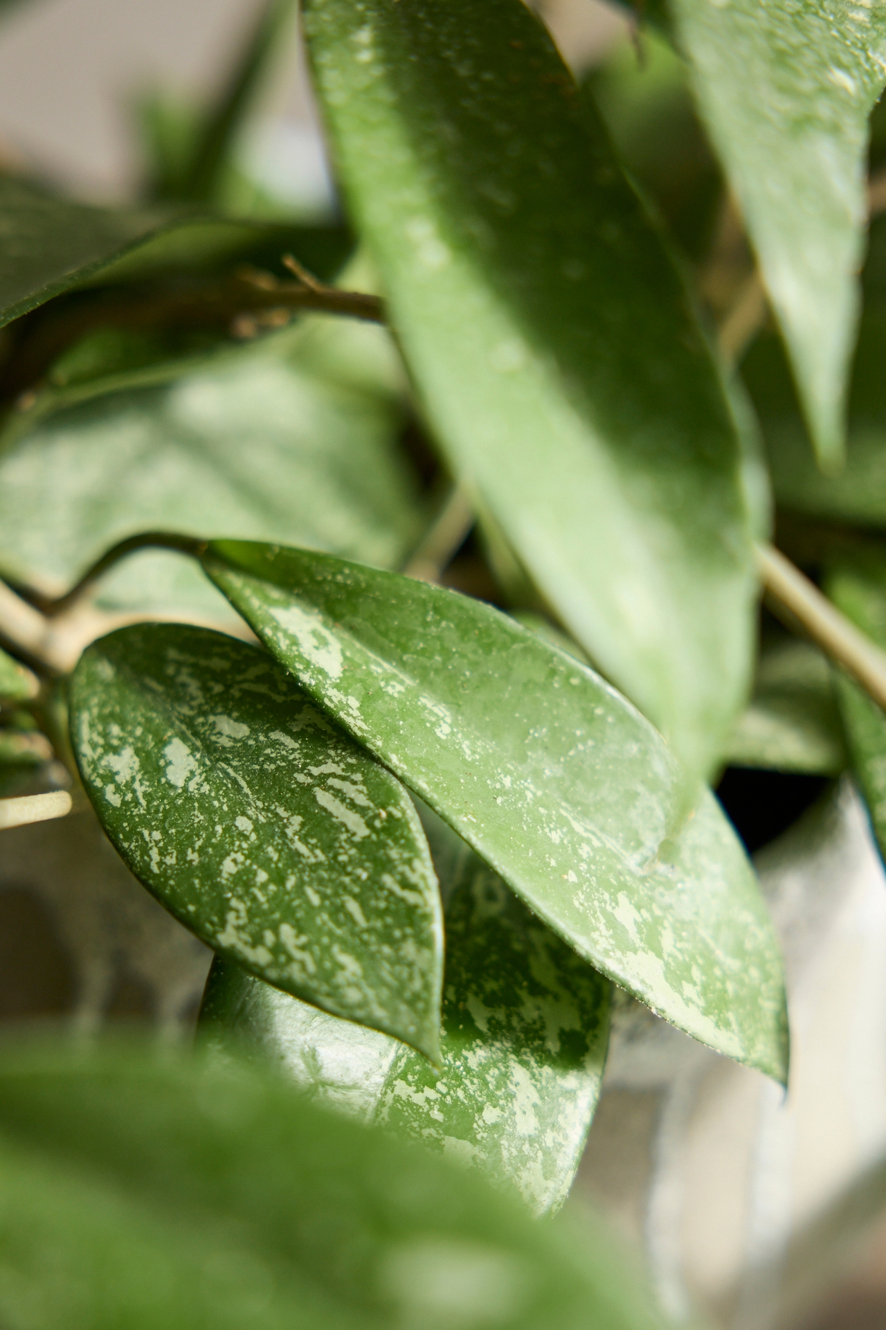 Hoya pubicalyx Plant