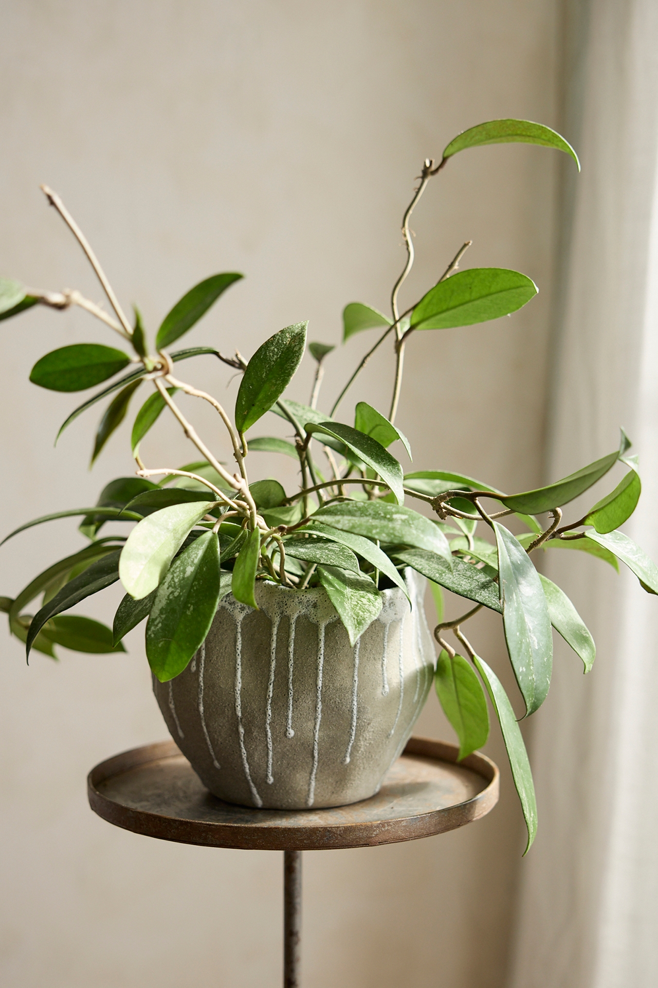 Hoya pubicalyx Plant