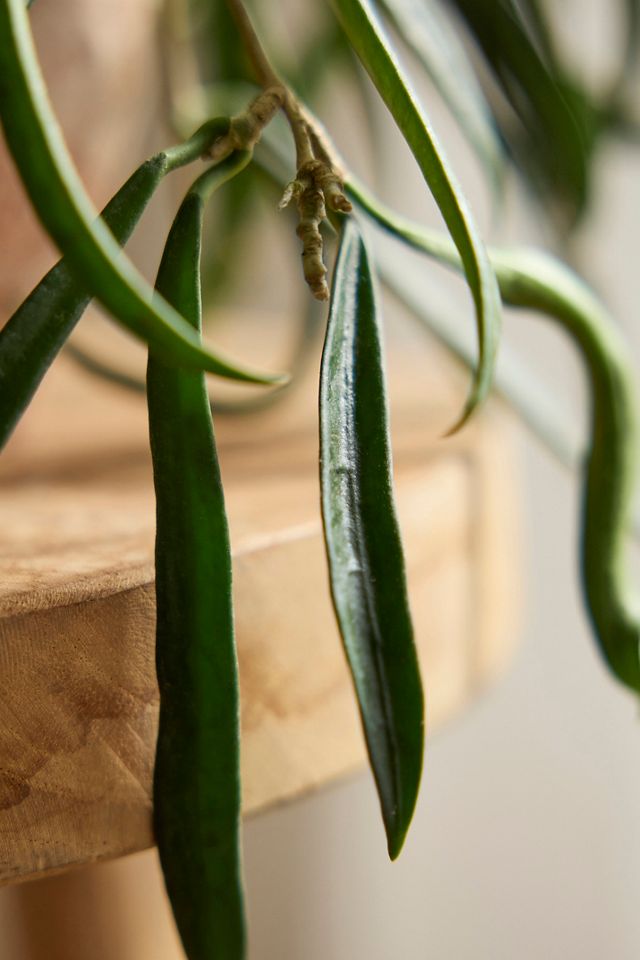 String Bean Hoya Plant Terrain