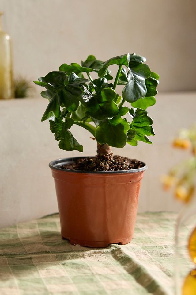 Philodendron Atom Plant  #1