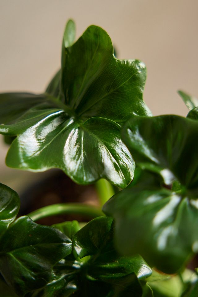 Philodendron Atom Plant  #2