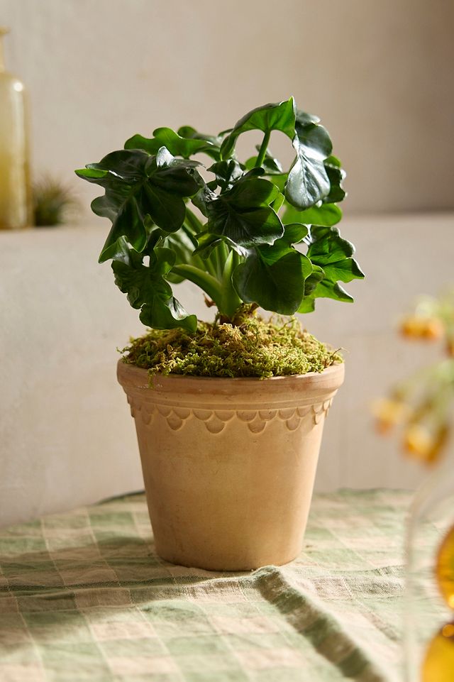 Philodendron Atom Plant 