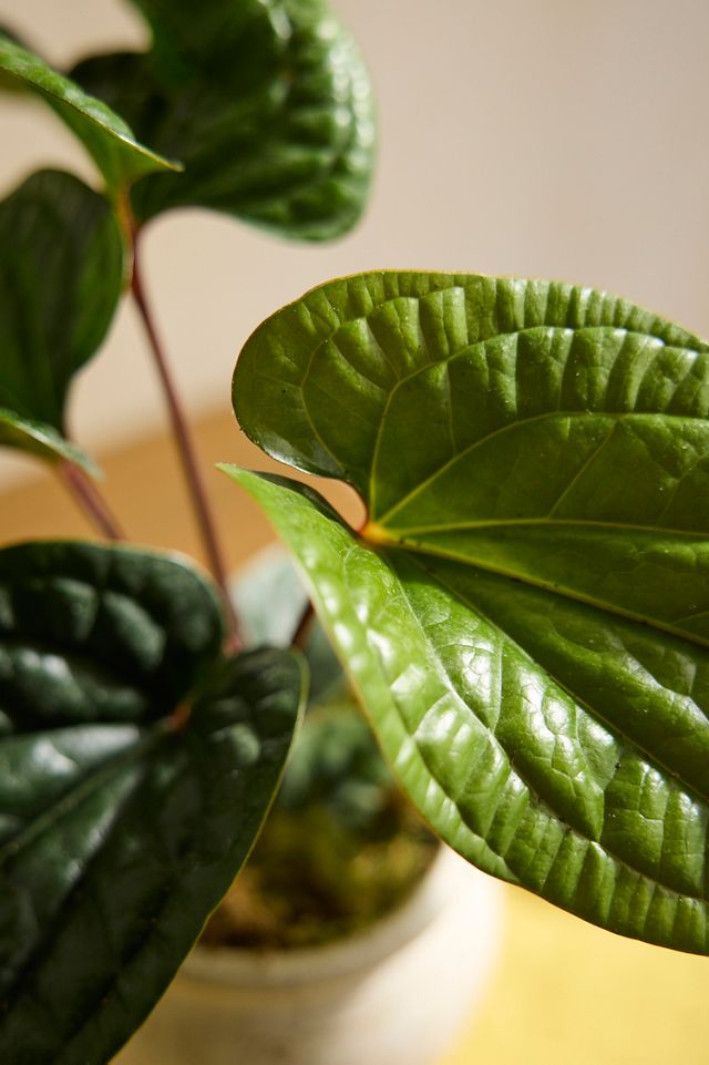 alocasia zebrina pflegeleicht Alocasia zebrina 'Black Stem'