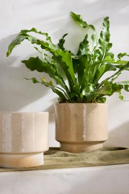 Otto Curved Urn Planter