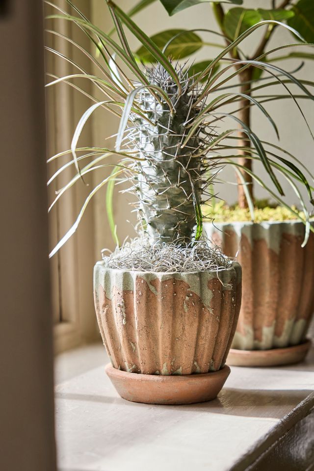 Ribbed Terracotta Taper Pot #3