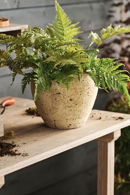Barnacle Juliet Planter