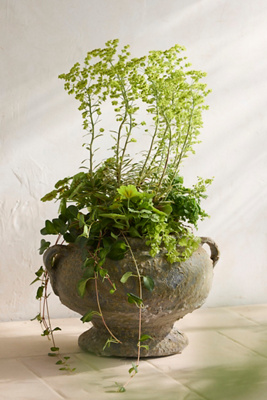 Terrain Barnacle Rosie Urn