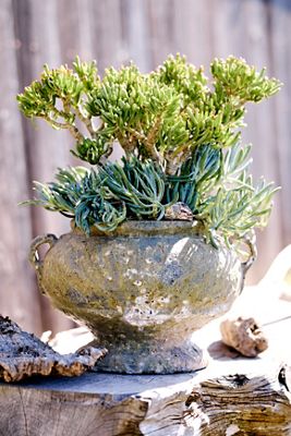 Barnacle Rosie Urn