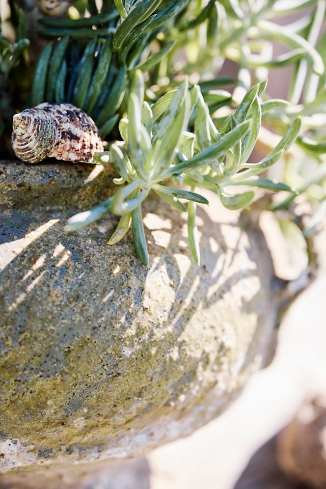 Barnacle Rosie Urn #1