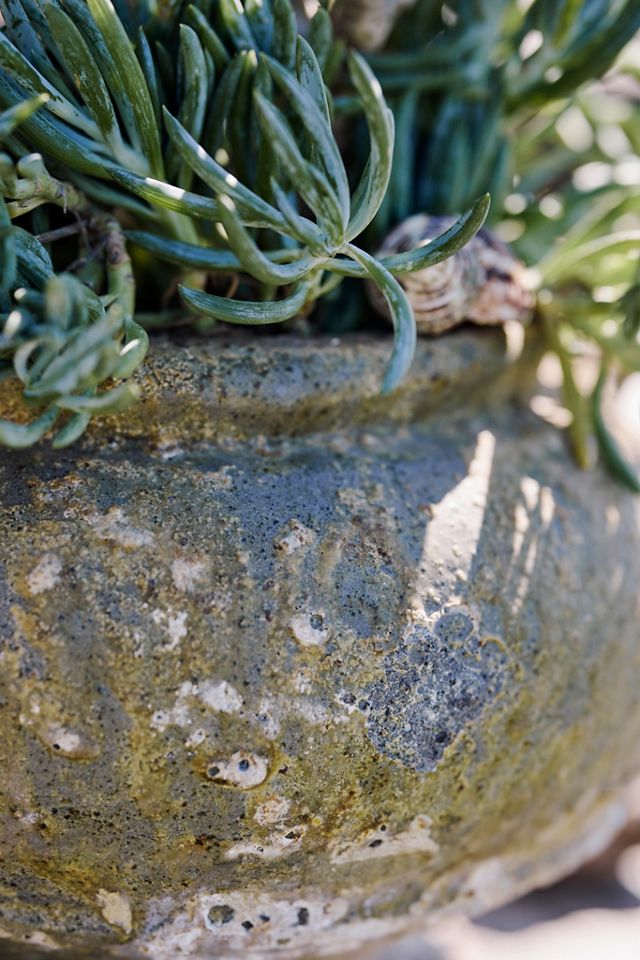 Barnacle Rosie Urn #2