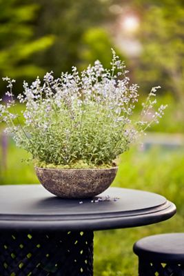 Barnacle Rounded Bowl Planter