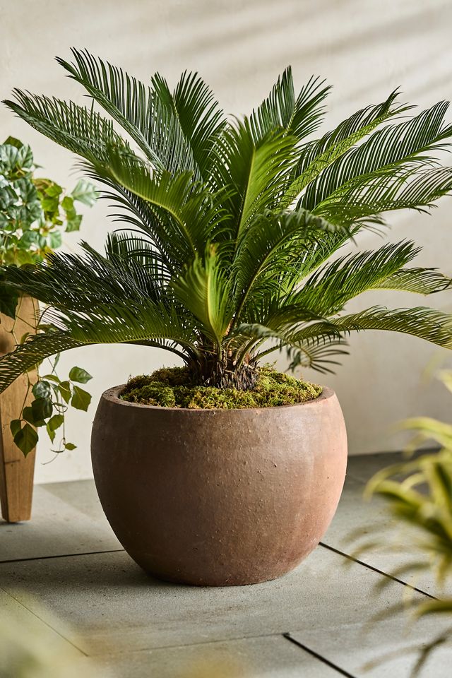 Terracotta Globe Planter #4