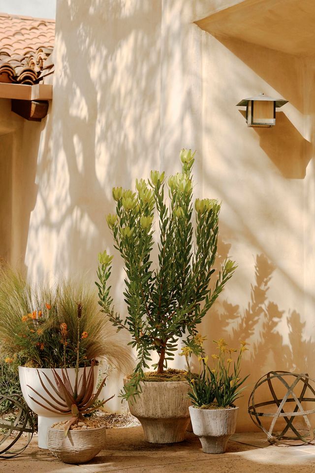 Wavy Concrete Bowl Planter #2