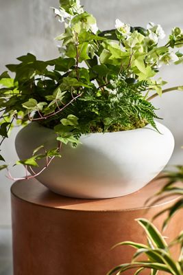 Smooth Concrete Bowl Planter
