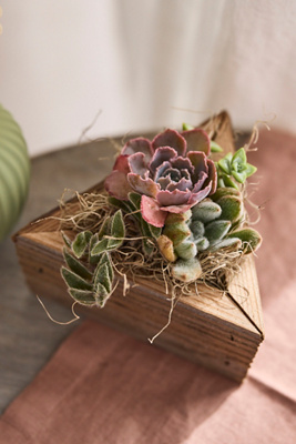 Terrain Triangle Succulent Planter