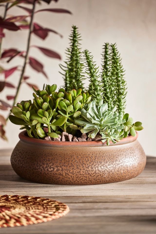 Contrast Rim Terracotta Bowl Planter | Terrain