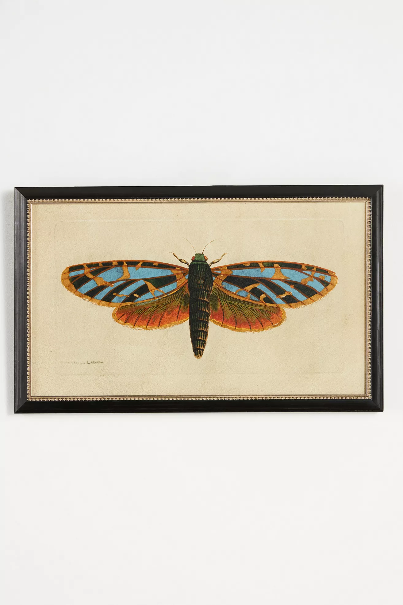 Crackled Moth Wall Art - thumbnail 3