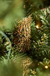 Faux Pre-Lit Norway Spruce, Small #4