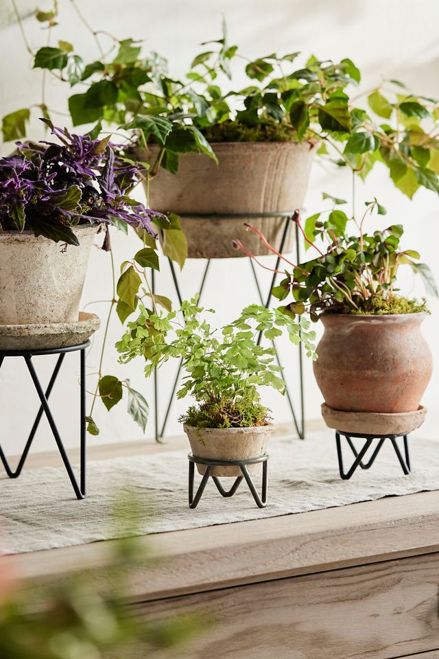Tripod Plant Stand, Medium #1