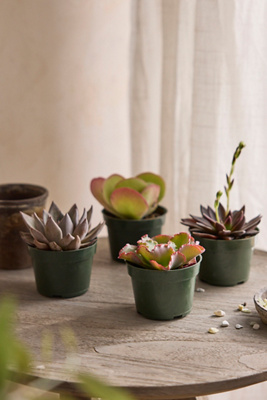Terrain Assorted Succulents, Pack Of 4