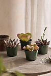 Assorted Succulents, Pack of 4