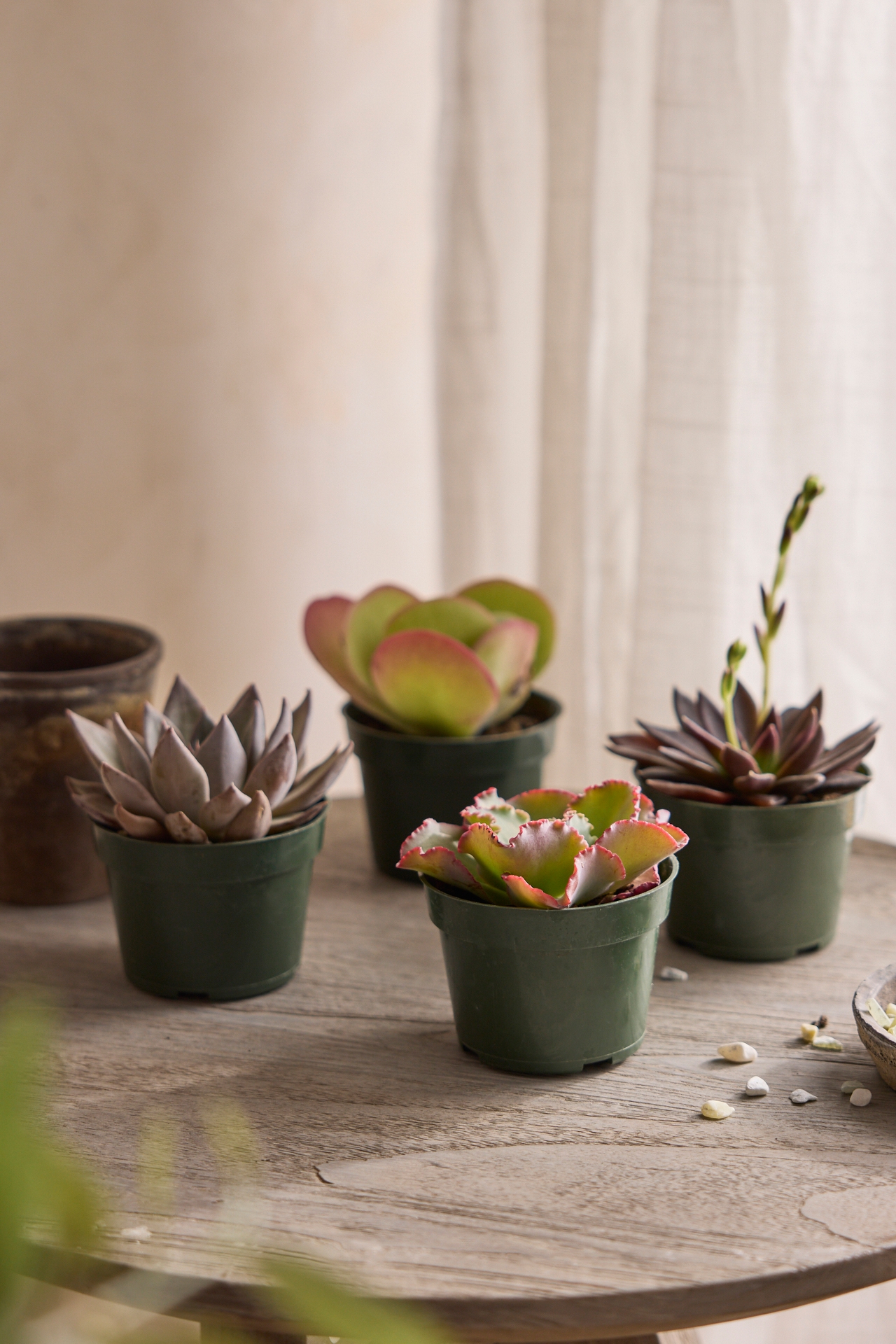 Assorted Succulents, Pack of 4