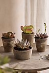 Assorted Succulents, Pack of 4 #1