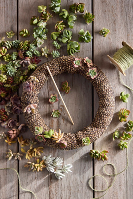 Terrain Diy Succulent Wreath Kit