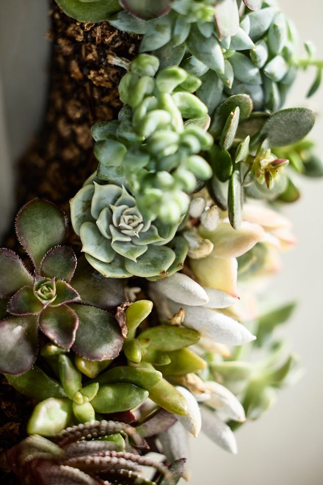 DIY Living Succulent Wreath Kit #1