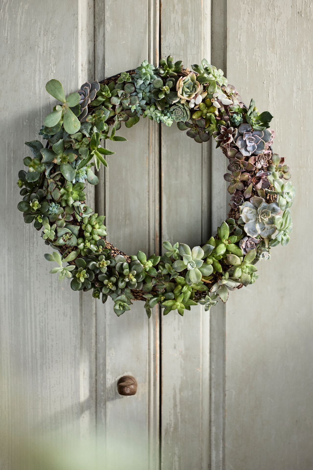 DIY Living Succulent Wreath Kit