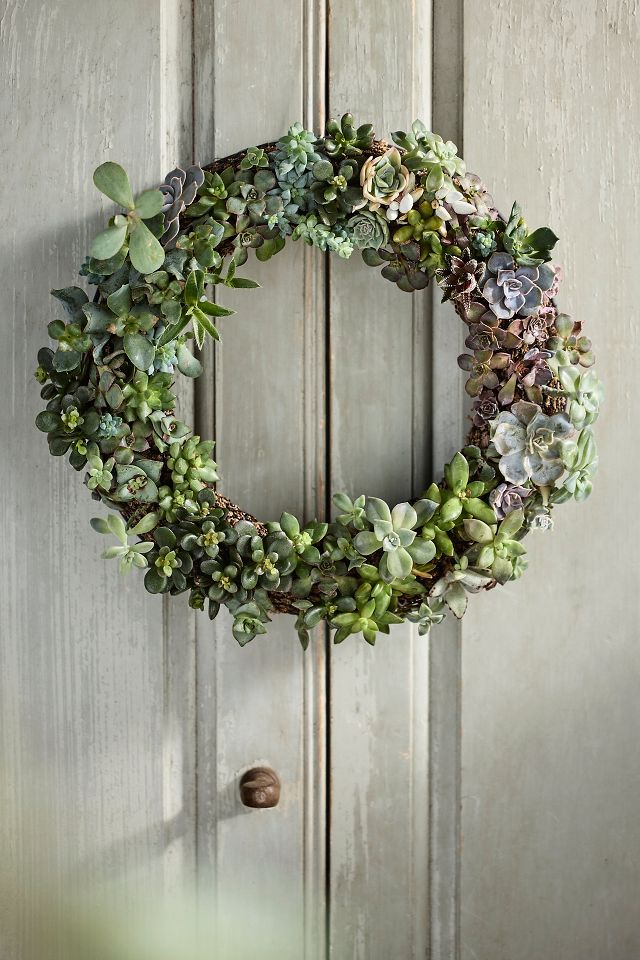 DIY Living Succulent Wreath Kit | AnthroLiving