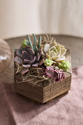 Terrain Hexagon Succulent Planter In Multi