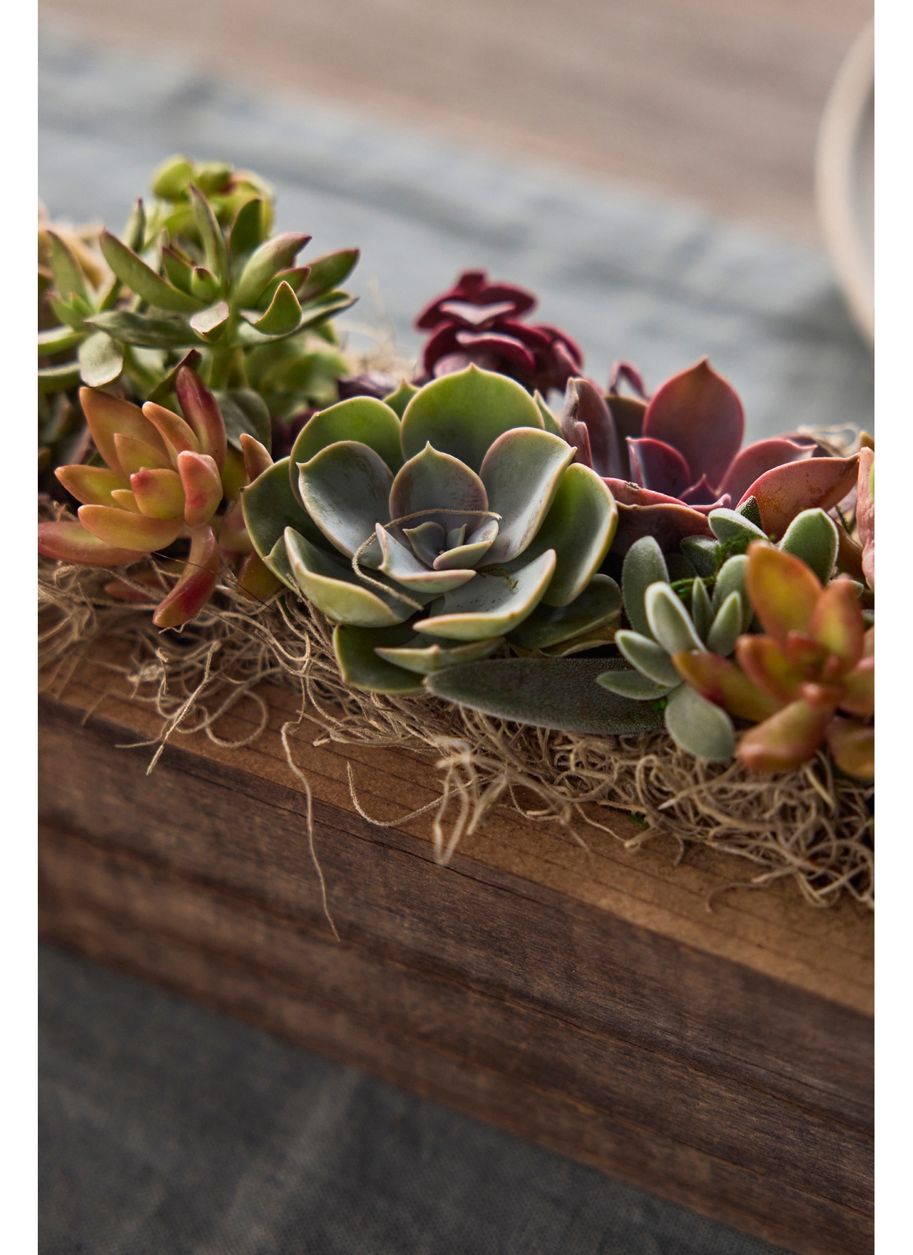 Sun-Loving Succulent Centerpiece Planter