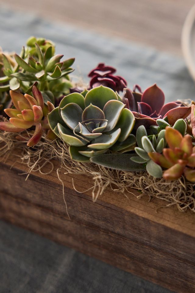 Sun-Loving Succulent Centerpiece Planter #1