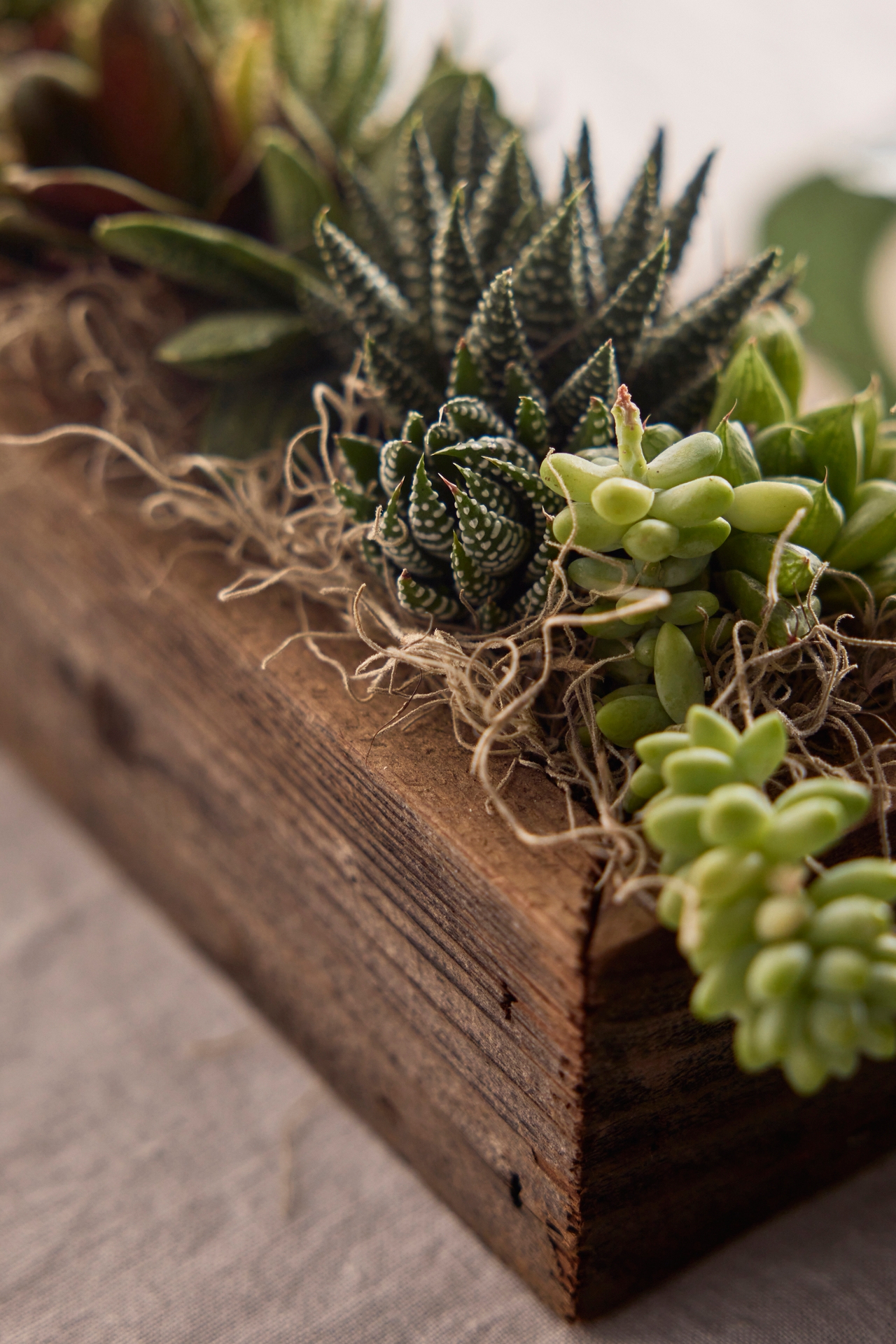 Shade-Loving Succulent Centerpiece Planter