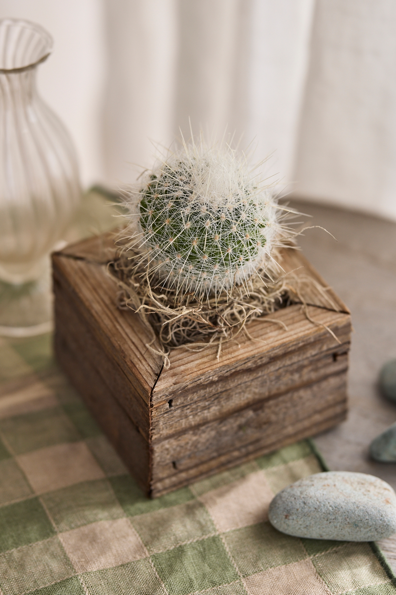 Square Cactus Planter