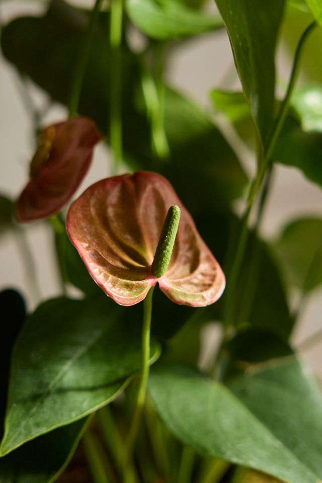 fake fiddle leaf fig Puleo International 6 ft. Artificial Fiddle Leaf Ficus Tree