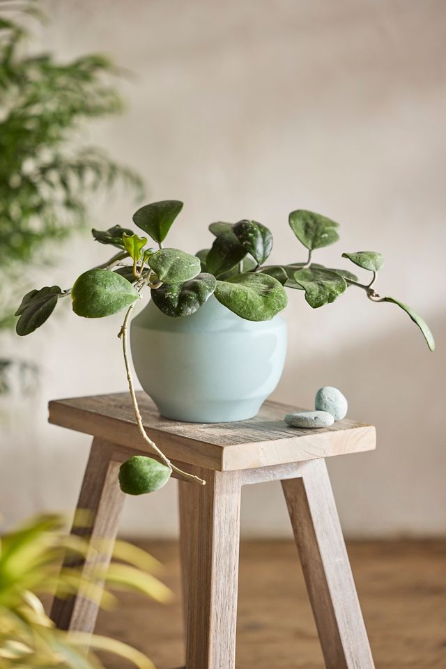 Hoya obovata, Blue Clay Pot #1