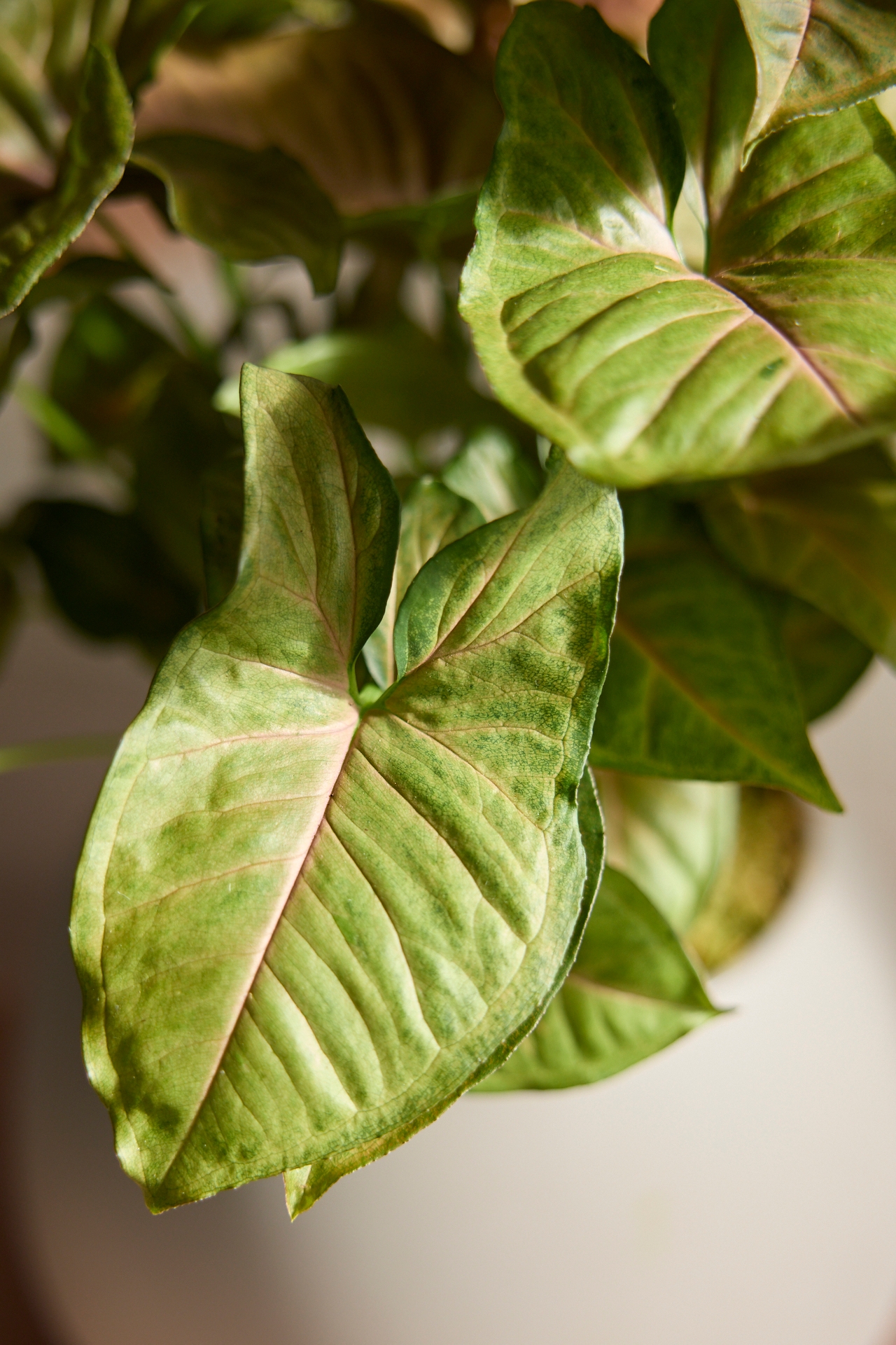 Pink Syngonium, Ceramic Planter