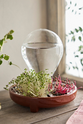 Terrain Patella Crescenda Microgreen Sprouting Kit