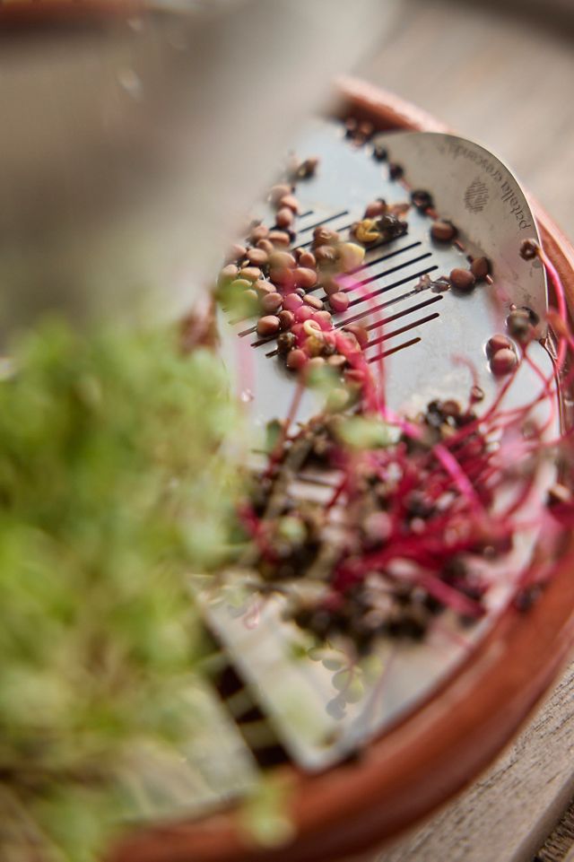 Patella Crescenda Microgreen Sprouting Kit #1