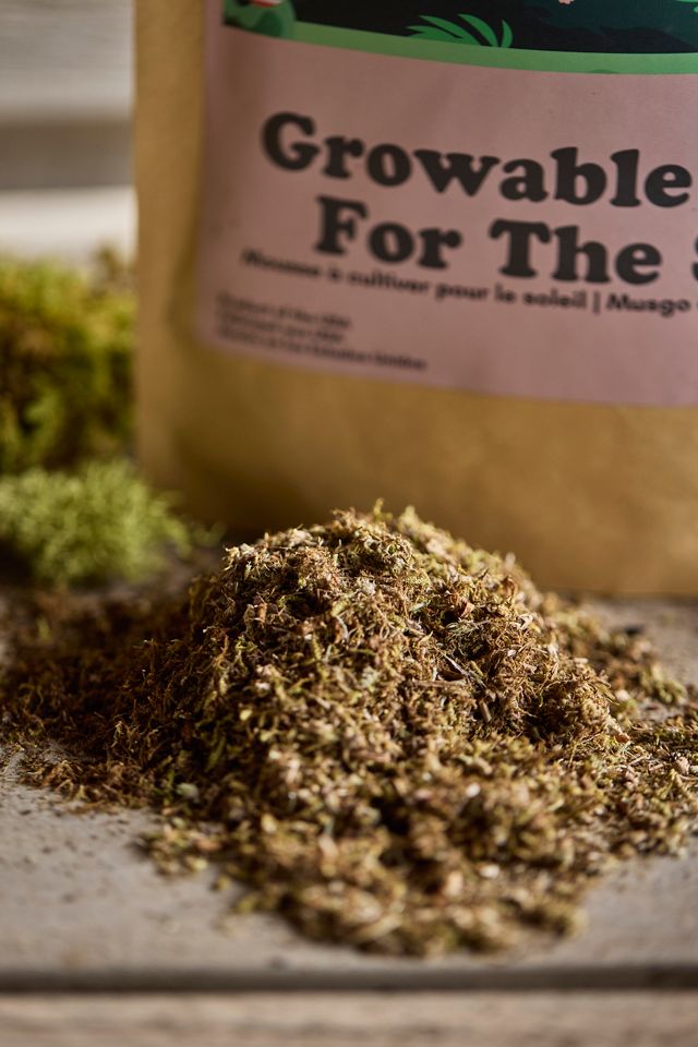 Growable Moss, Sun #1