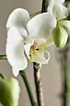 White Phalaenopsis Orchid, Colored Clay Pot #1